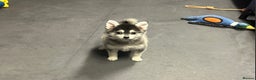 Pomsky dogs for sale: Stunning perfect husky markings f3 Pomsky puppies - Advert 5