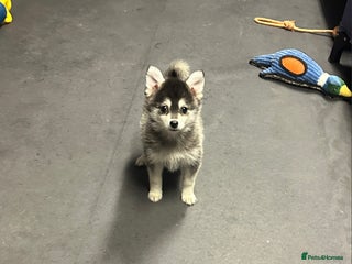 Pomsky dogs Stunning perfect husky markings f3 Pomsky puppies - Advert 1