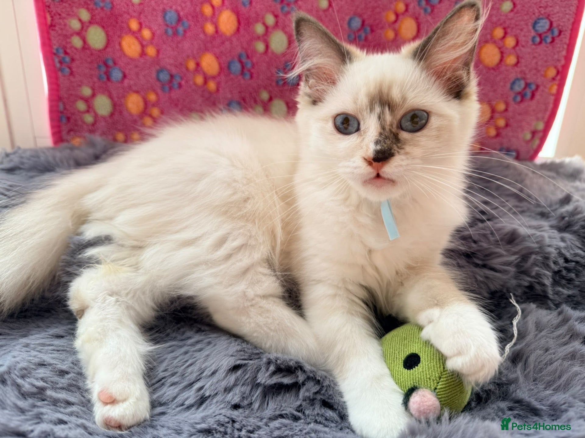 Ragdoll cats Ready now! ❤️ Vaccinated|Vet Checked|Chipped ✅ - Advert 6