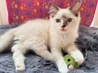 Ragdoll cats Ready now! ❤️ Vaccinated|Vet Checked|Chipped ✅ - Advert 2