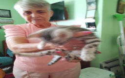 Bengal cats for sale: Silver bengals - Image 4