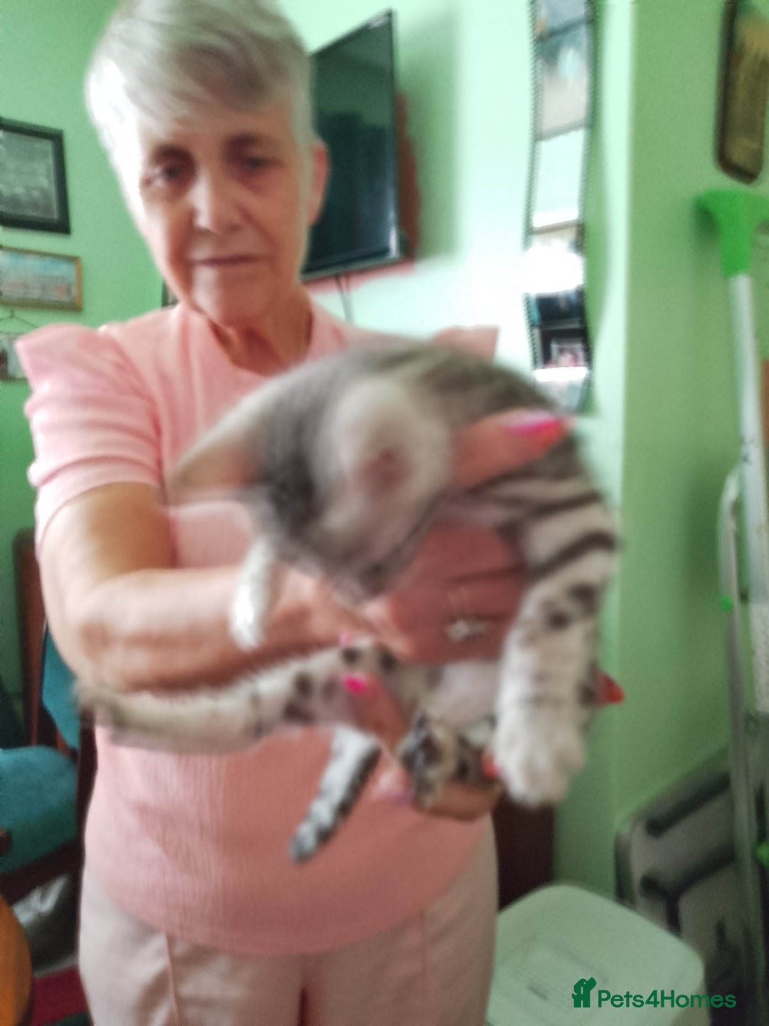 Bengal cats for sale: Silver bengals - Image 4