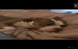 American Bully dogs for sale: American pocket bully 3yrs old female  - Image 6
