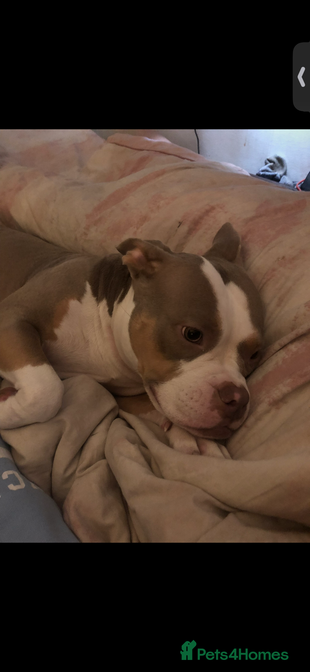 American Bully dogs for sale: American pocket bully 3yrs old female  - Image 6