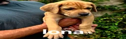 Mixed Breed dogs for sale: GreatDane x CaneCorso Pups-Exceptional Temperament - Advert 1