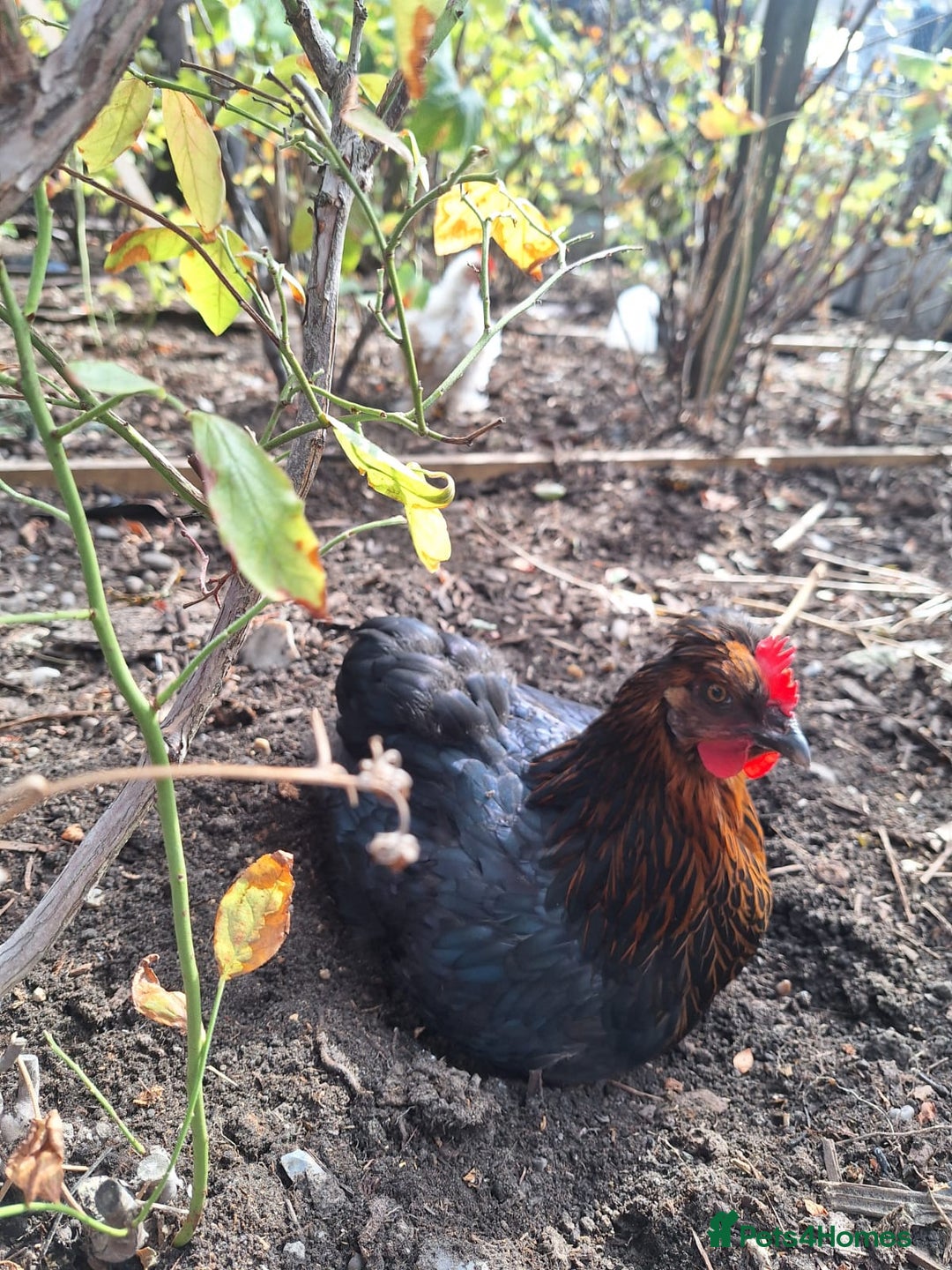 Hens poultry for sale: Laying Hen - Image 2
