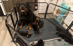 Rottweiler dogs for sale: 8 Beautiful, chunky Rottweiler pups  - Image 17