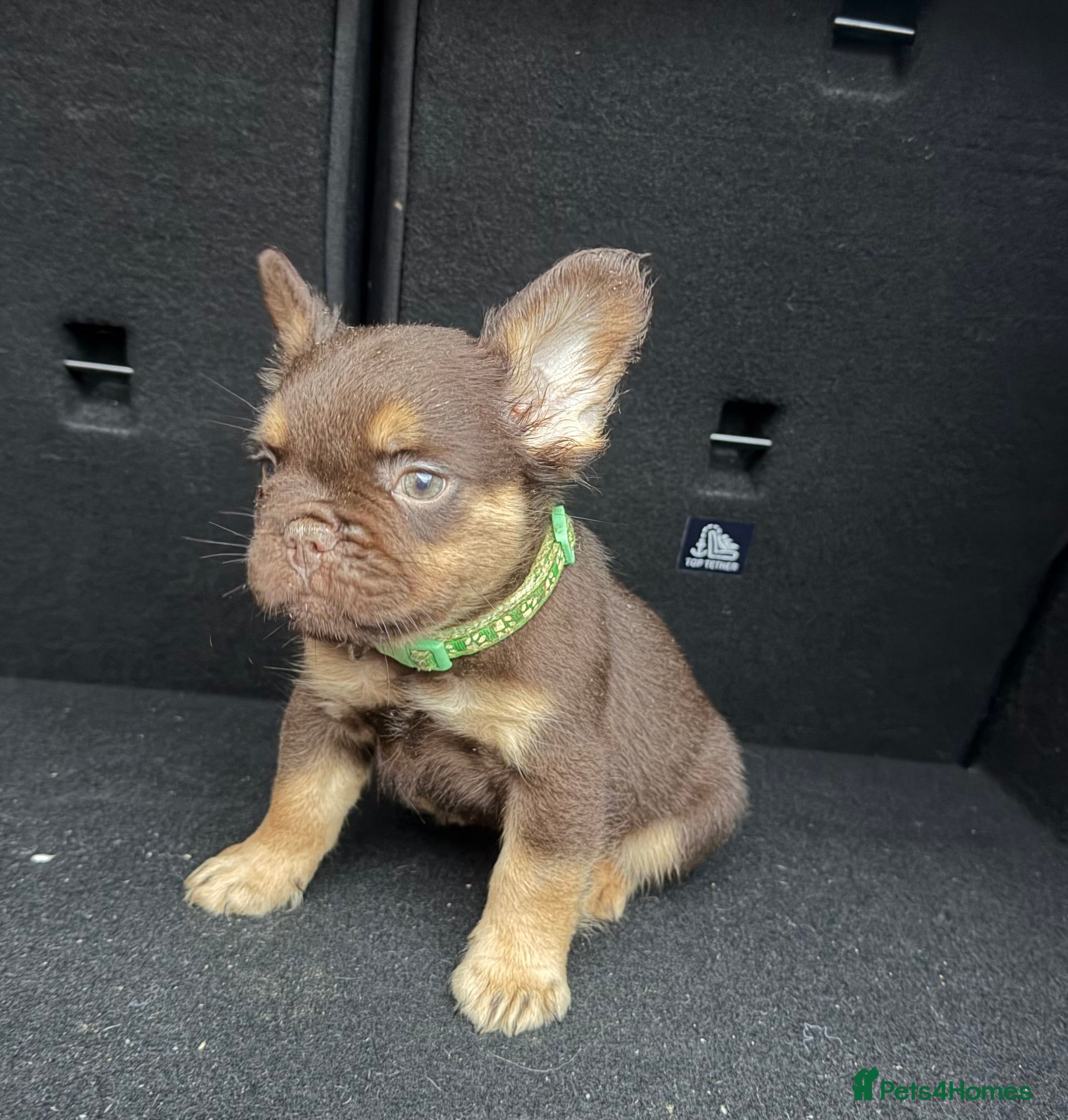 French Bulldog dogs READY NOW Fluffy Frenchies Reduced for  **   **  - Advert 18