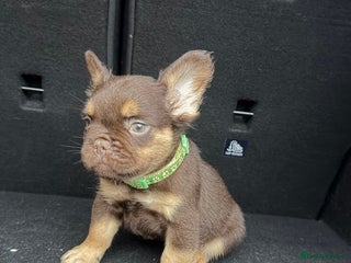 French Bulldog dogs READY NOW Fluffy Frenchies Reduced for ** ** - Advert 18