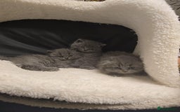 British Shorthair cats for sale: British shorthair  - Image 7