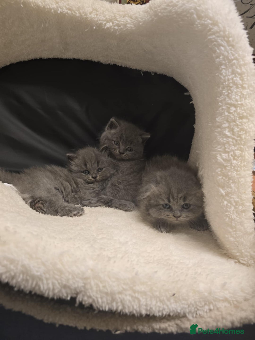 British Shorthair cats for sale: British shorthair  - Image 7