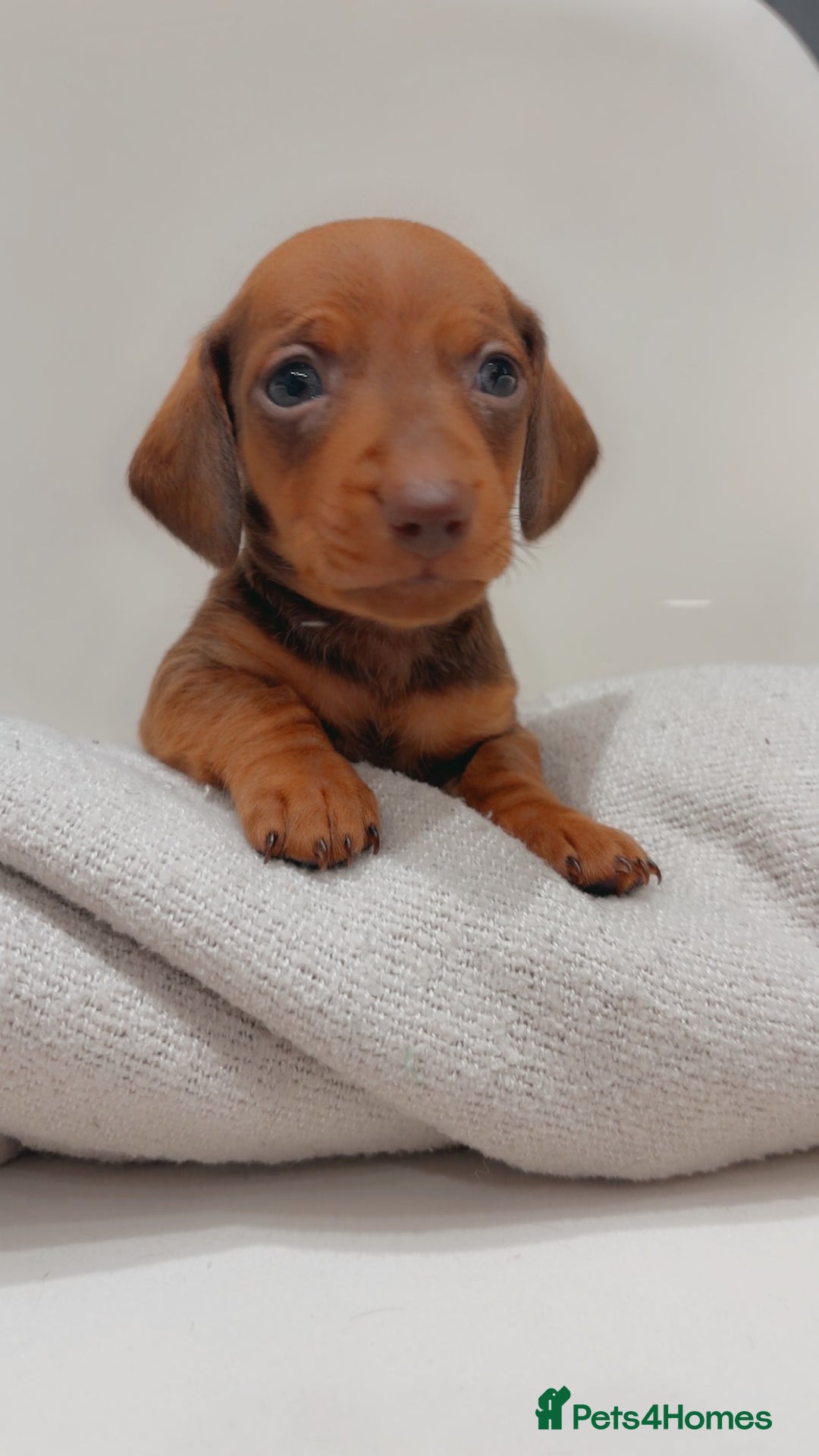 Dachshund dogs for sale: Sausage dog puppies  - Advert 6