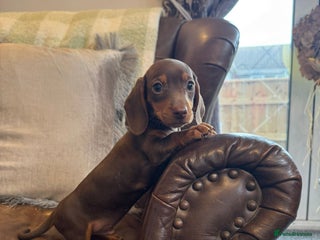 Dachshund dogs Miniature Dachshund Puppies - Advert 2