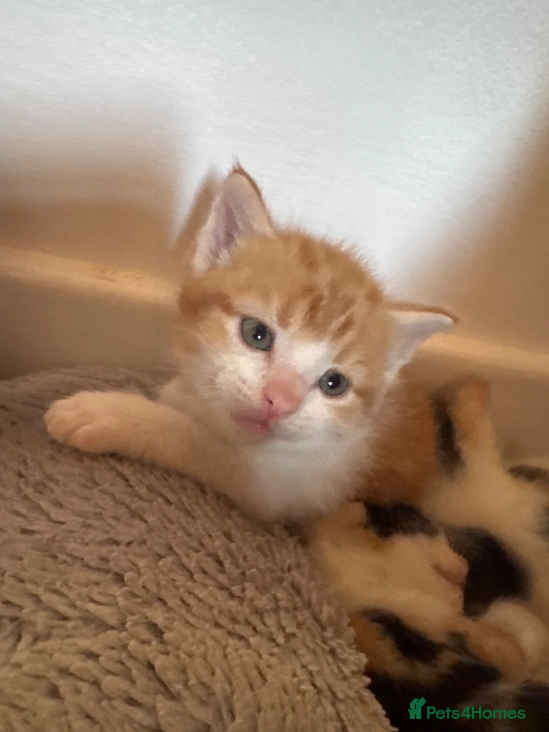 Ragdoll cats for sale: Ginger ragdoll mix - Advert 2