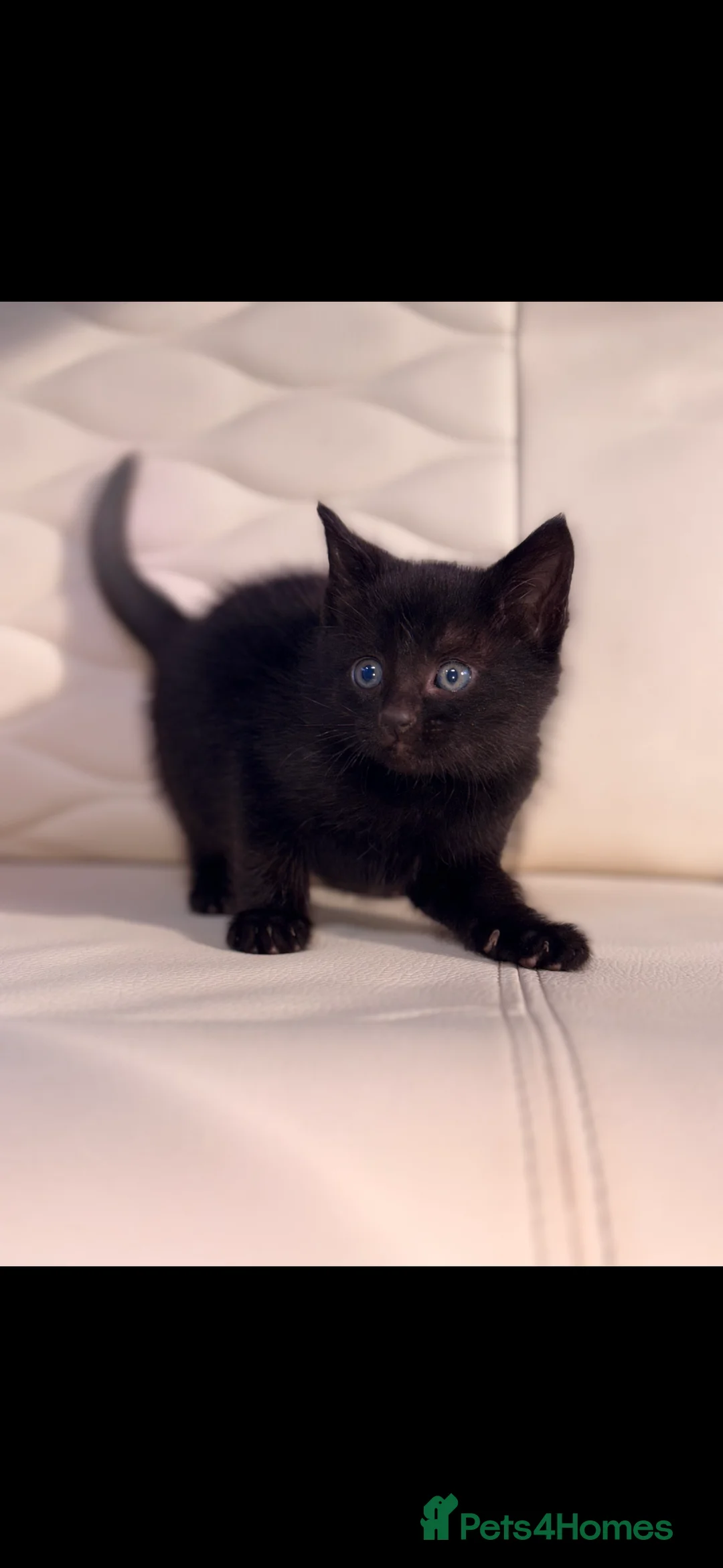 Mixed Breed cats for sale: Mixed breed kittens  in Stafford - Advert 2