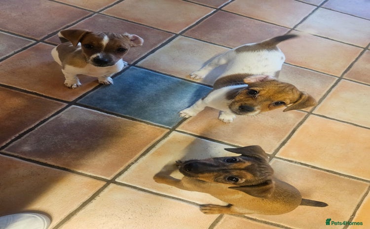Mixed Breed dogs - Advert 12