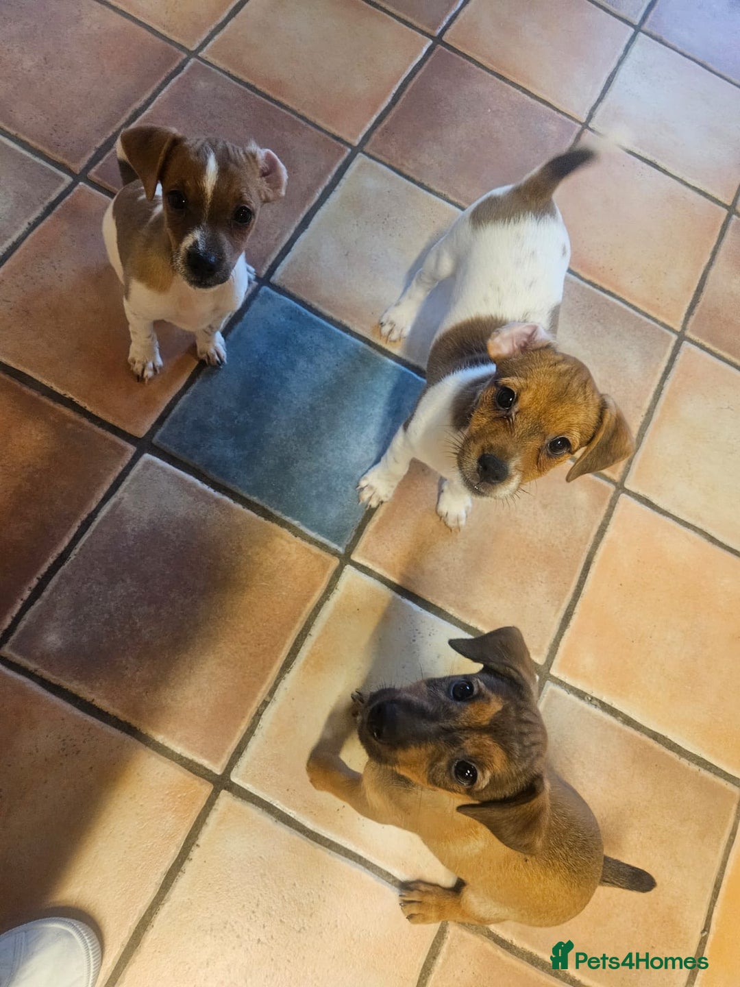 Mixed Breed dogs for sale: Boarder terrier x jack Russell last girl - Image 2