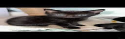 Mixed Breed cats for sale: Beautiful Ragdoll Cross Kittens – Available - Advert 24