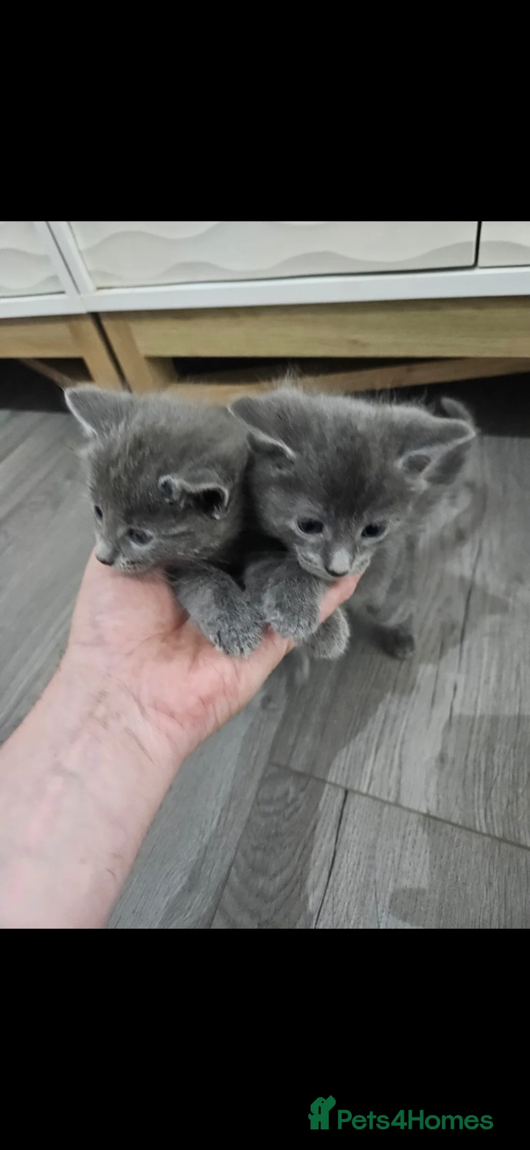 Mixed Breed cats for sale: 2 male 3 female in Tredegar - Advert 5