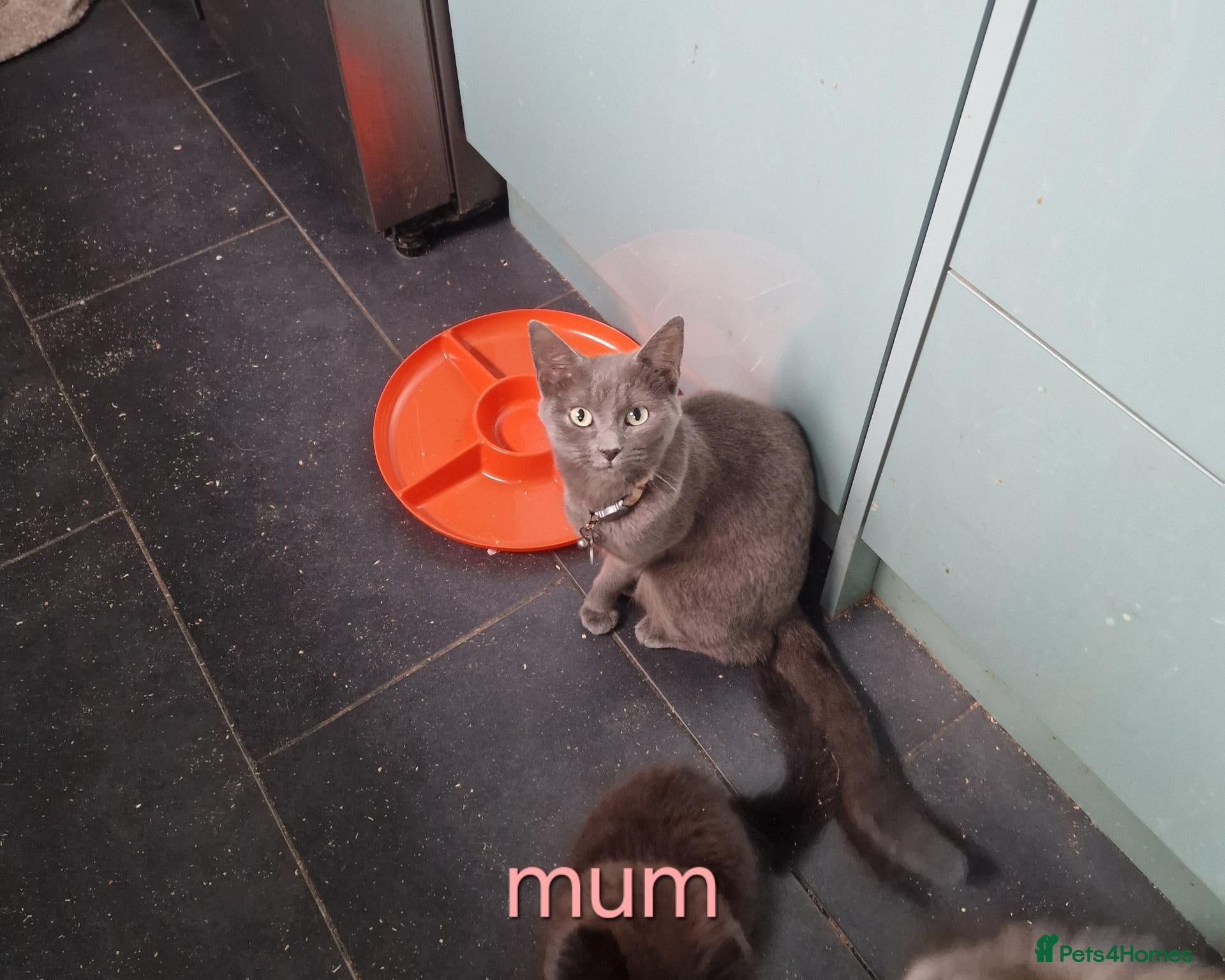Mixed Breed cats Russian Blue x Main Coon cross  - Advert 1