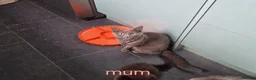 Mixed Breed cats for sale: Russian Blue x Main Coon cross  - Advert 1