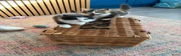 Persian cats for sale: Persian ragdoll X in Middlesbrough - Advert 12