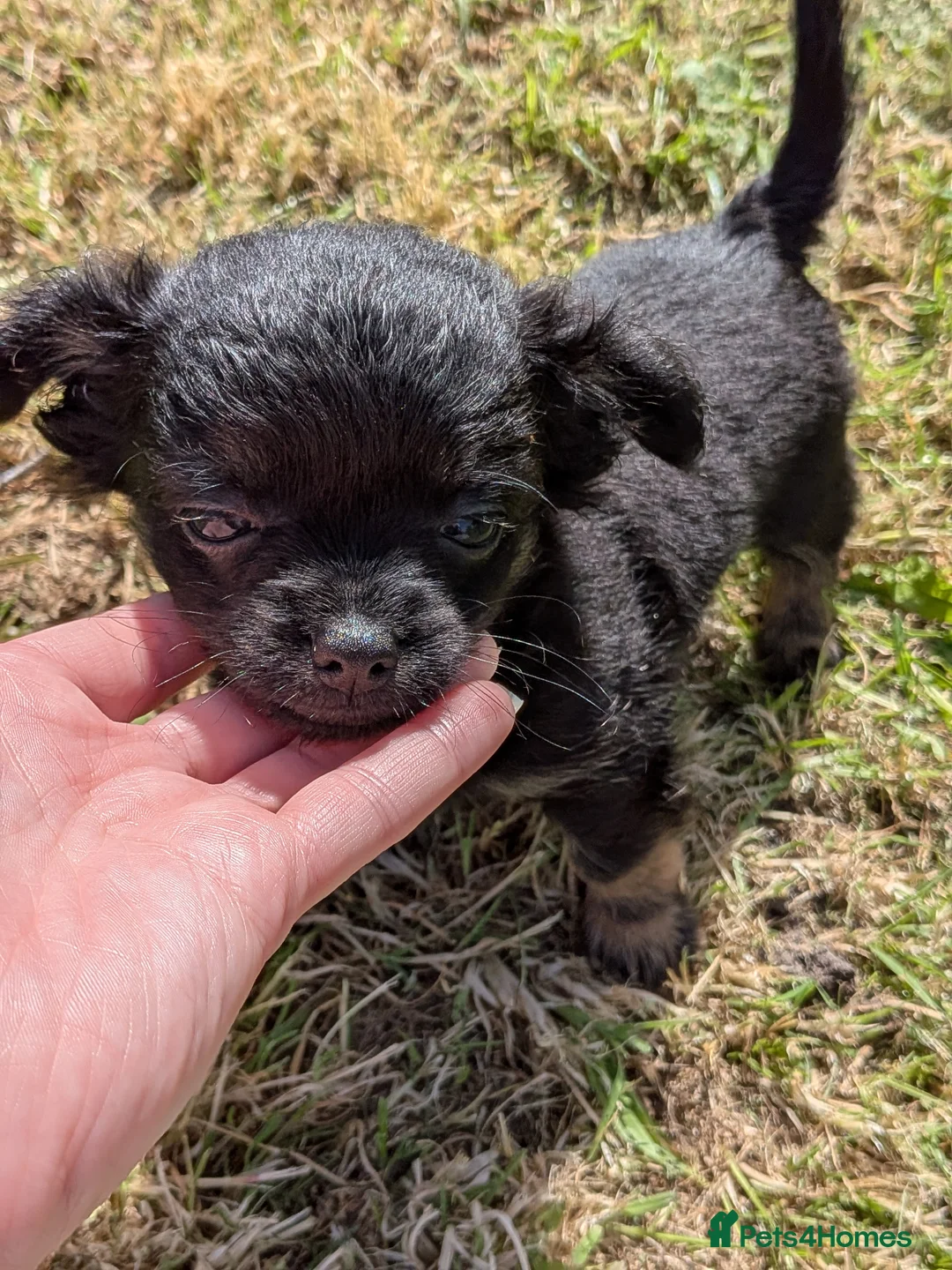 Chorkie dogs for sale: 3 little bundles of joy - Advert 9