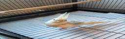 Cockatiels birds for sale: BEAUTIFUL RARE COCKTIEL FOR SALE!! - Advert 8