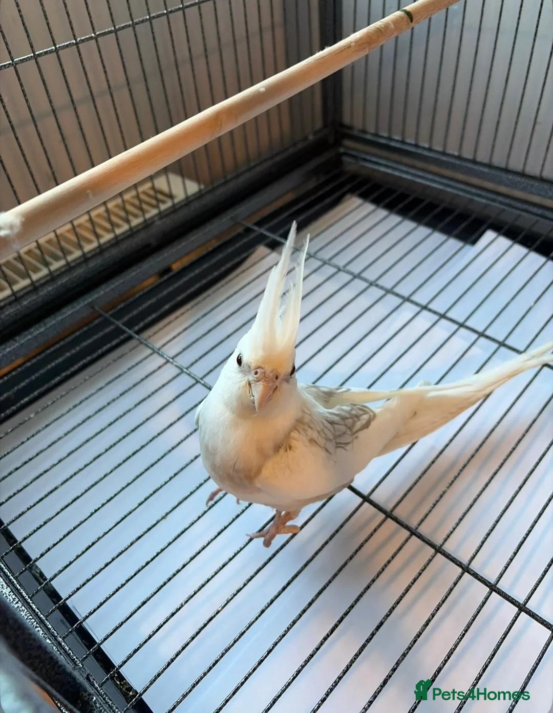 Cockatiels birds for sale: BEAUTIFUL RARE COCKTIEL FOR SALE!! - Advert 8