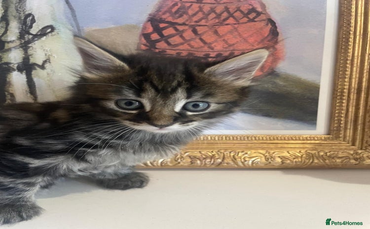 Bengal cats - Advert 5