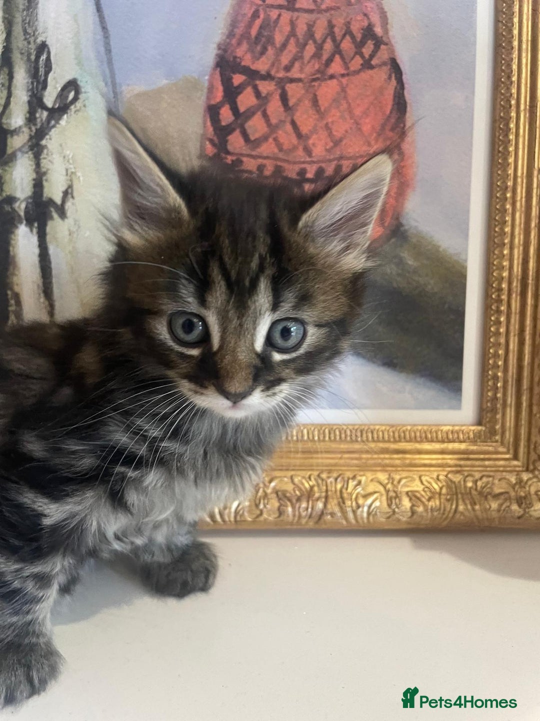 Bengal cats for sale: Ready now! Stunning loving family kittens  - Image 1