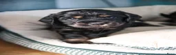 Cocker Spaniel dogs for sale: One female puppy left  - Advert 20