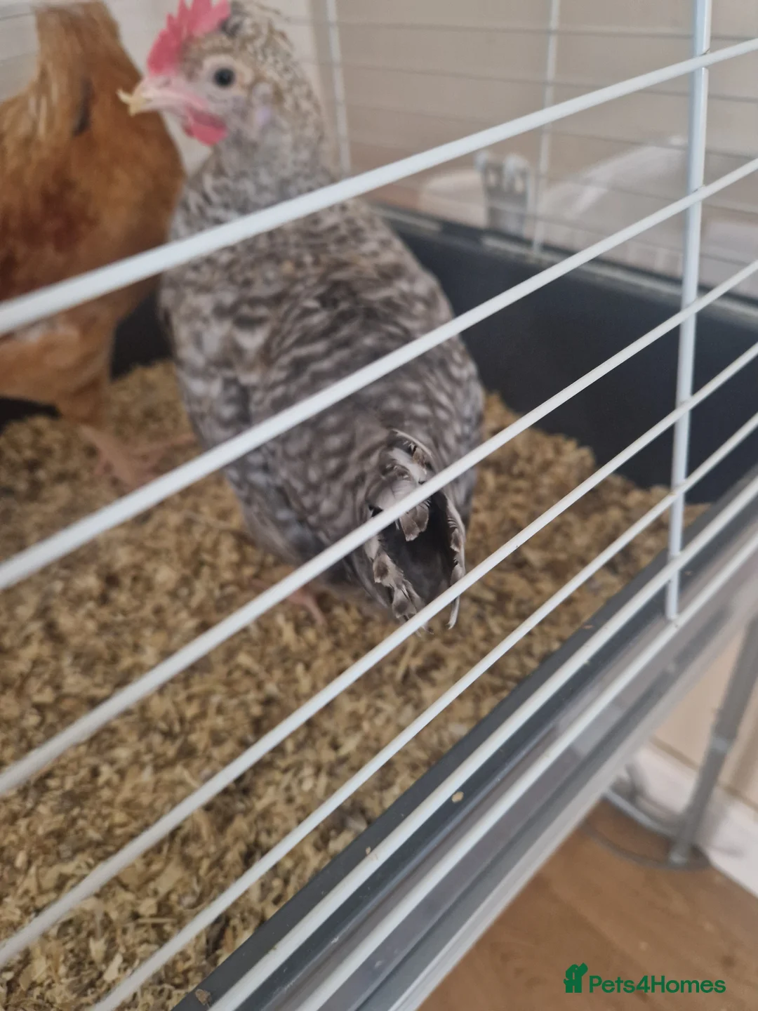 Chickens poultry for sale: 8 week old cockeral - Advert 2