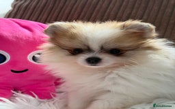 Pomeranian dogs for sale: Only one tiny Pom girl left in Ely - Image 2
