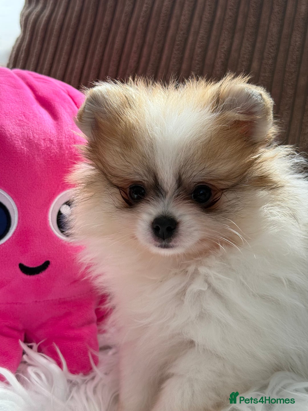 Pomeranian dogs for sale: Only one tiny Pom girl left in Ely - Image 2