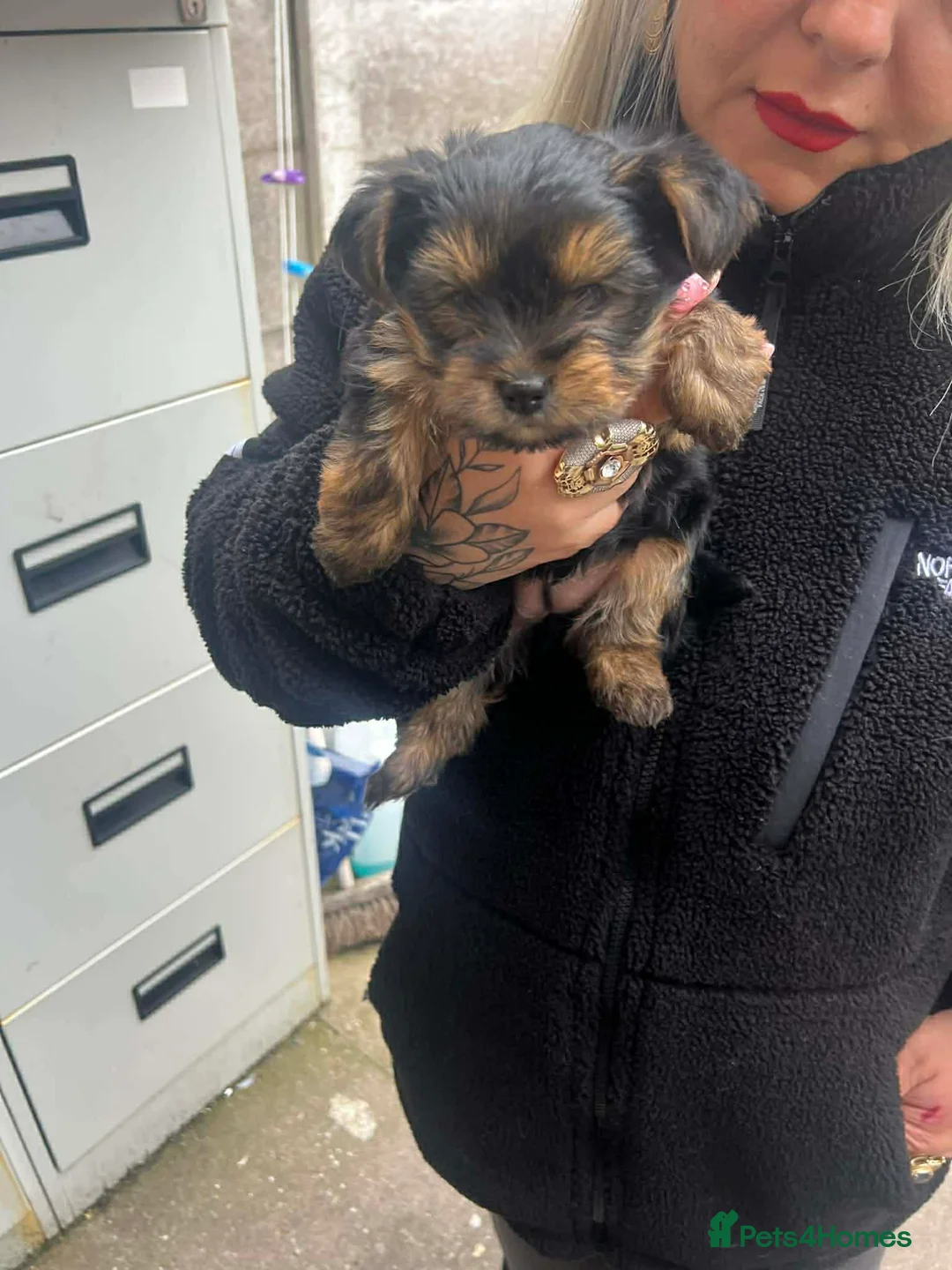 Yorkshire Terrier dogs for sale: Mini Yorkshire Terrier - Advert 5
