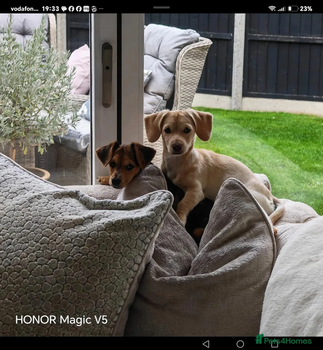 Jackshund dogs for sale: Beautiful Dottie looking for a forever home. - Advert 6