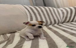 Chihuahua dogs for sale: Female Chihuahua Puppy💕 - Advert 3