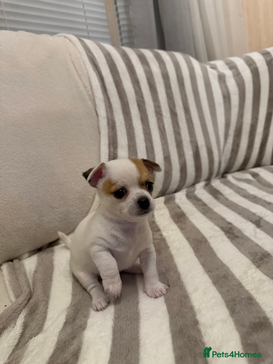 Chihuahua dogs for sale: Female Chihuahua Puppy💕 - Advert 3