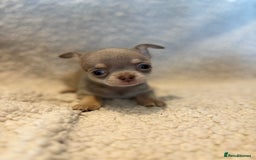 Chihuahua dogs for sale: CHIHUWAHUA PUPPIES. SMOOTH COAT. KC REG. - Image 10