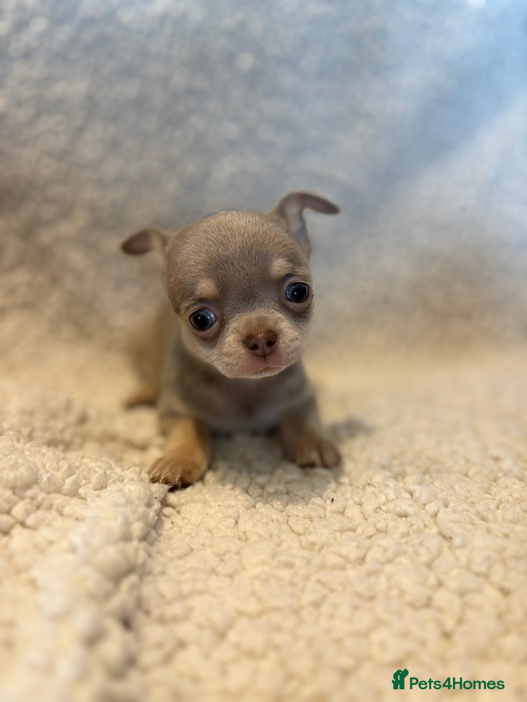 Chihuahua dogs for sale: CHIHUWAHUA PUPPIES. SMOOTH COAT. KC REG. - Image 10