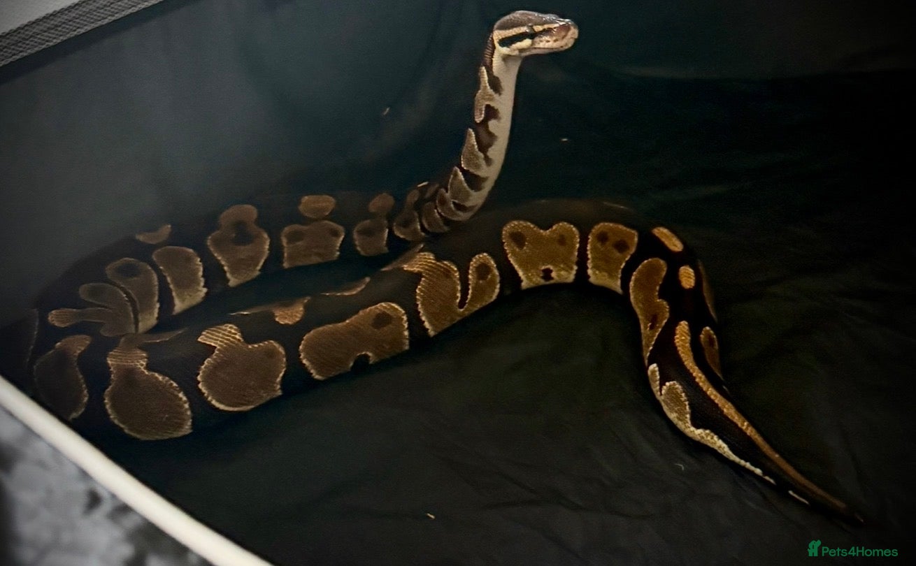 Python Snake reptiles Ball python Monty  - Advert 1