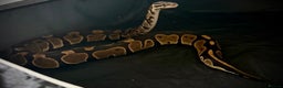 Python Snake reptiles for sale: Ball python Monty  - Advert 1