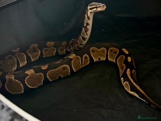 Python Snake reptiles Ball python Monty - Advert 2