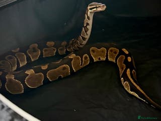 Python Snake reptiles Ball python Monty - Advert 12