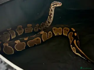 Python Snake reptiles Ball python Monty - Advert 19