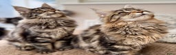 Maine Coon cats for sale: Outstanding pedigree kittens ACTIVE - Advert 11