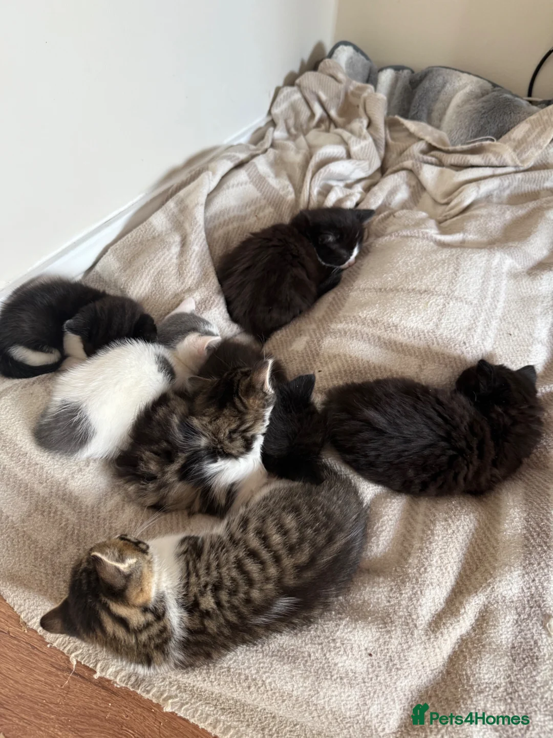Mixed Breed cats for sale: 7 beautiful kittens  - Advert 1
