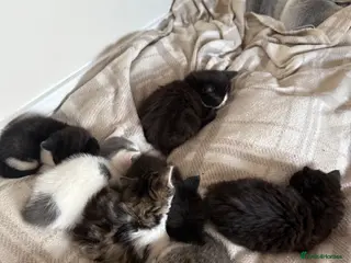 Mixed Breed cats Long haired tabby - Advert 1