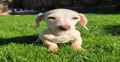 Miniature Dachshund dogs - Advert 1
